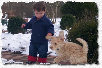 Australian Labradoodle - Murphy