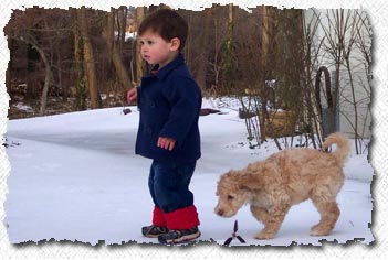 Australian Labradoodle Puppies