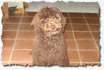 Australian Labradoodle - Sampson