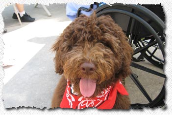 Australian Labradoodle - Sampson