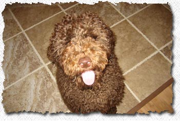 Australian Labradoodle - Sampson