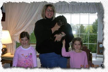 Australian labradoodle - Teddy