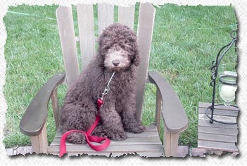 Cafe Labradoodle