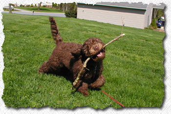Australian Labradoodle - Toby
