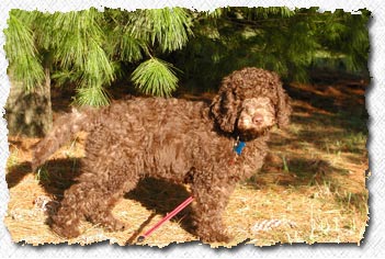 Australian Labradoodle - Toby