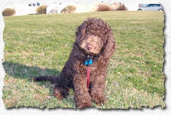 Australian Labradoodle - Toby