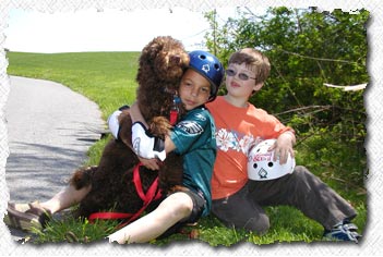 Australian Labradoodle - Toby