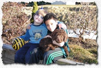 Australian Labradoodle Puppies