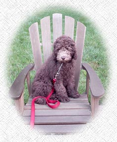 History of the Labradoodle