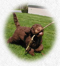 Australian Labradoodle - Toby