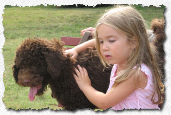 Labradoodle