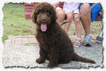 Labradoodle