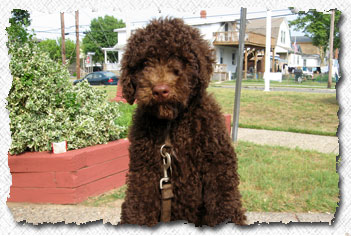 Labradoodle