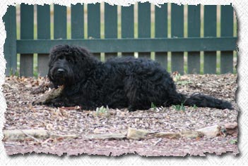 Australian Labradoodle - Zubin
