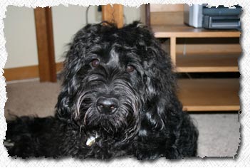 Australian Labradoodle - Zubin