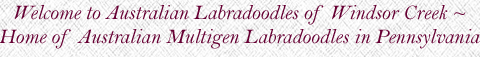Welcome to Australian Labradoodles of Windsor Creek