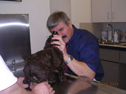 Microchipping your puppy