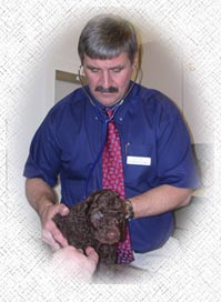 Microchipping your Labradoodle