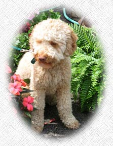Australian Labradoodle - Melvin