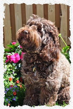 Labradoodle