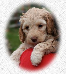 Australian Labradoodle Puppies