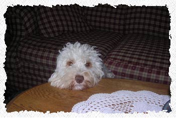 Labradoodle