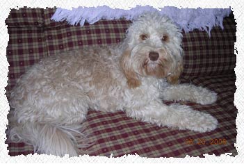 Labradoodle