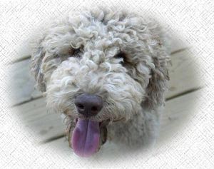 Daisy, Australian Labradoodle