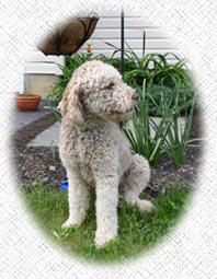 Australian Labradoodles - Daisy