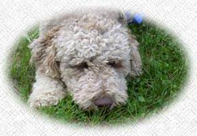 Guardian Family for Labradoodles