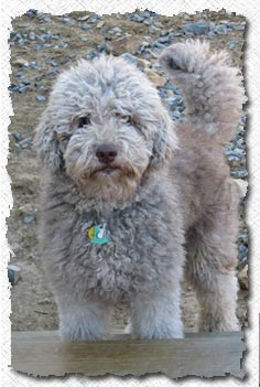 Australian Labradoodle